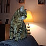 animal, cat, couch, cozy, decoration, domestic_animal, evening, feline, furniture, home, indoor, lamp, living_room, pet, quiet, resting, shelf, tabby_cat, wall, warm_lighting