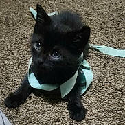 Loki joined the competition — help win amazing prizes! kitten, black_cat, ribbon, carpet, pet, animal, cute, playful, young, fur, whiskers, indoor, looking_up, paws, small, domestic_animal, texture, soft, curious, feline