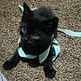 kitten, black_cat, ribbon, carpet, pet, animal, cute, playful, young, fur, whiskers, indoor, looking_up, paws, small, domestic_animal, texture, soft, curious, feline