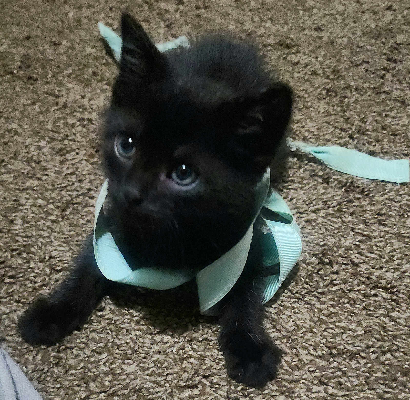 Loki joined the competition — help win amazing prizes! kitten, black_cat, ribbon, carpet, pet, animal, cute, playful, young, fur, whiskers, indoor, looking_up, paws, small, domestic_animal, texture, soft, curious, feline