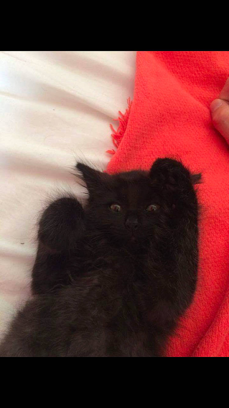 Mars a rejoint le concours — aidez-le/la à gagner de superbes lots ! black_cat, british_longhair, british_semi_longhair, carnivore, cat, domestic_long_haired_cat, ear, felidae, fur, kitten, mammal, norwegian_forest_cat, paw, persian, small_to_medium_sized_cats, tail, whiskers