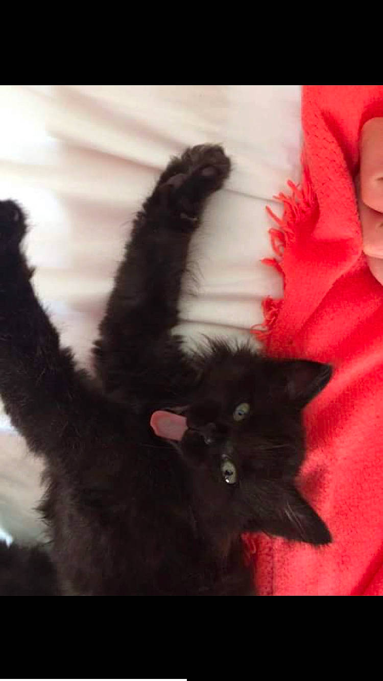 Mars a rejoint le concours — aidez-le/la à gagner de superbes lots ! black_cat, bombay, carnivore, cat, claw, domestic_long_haired_cat, felidae, fur, kitten, mammal, norwegian_forest_cat, small_to_medium_sized_cats, tail, whiskers