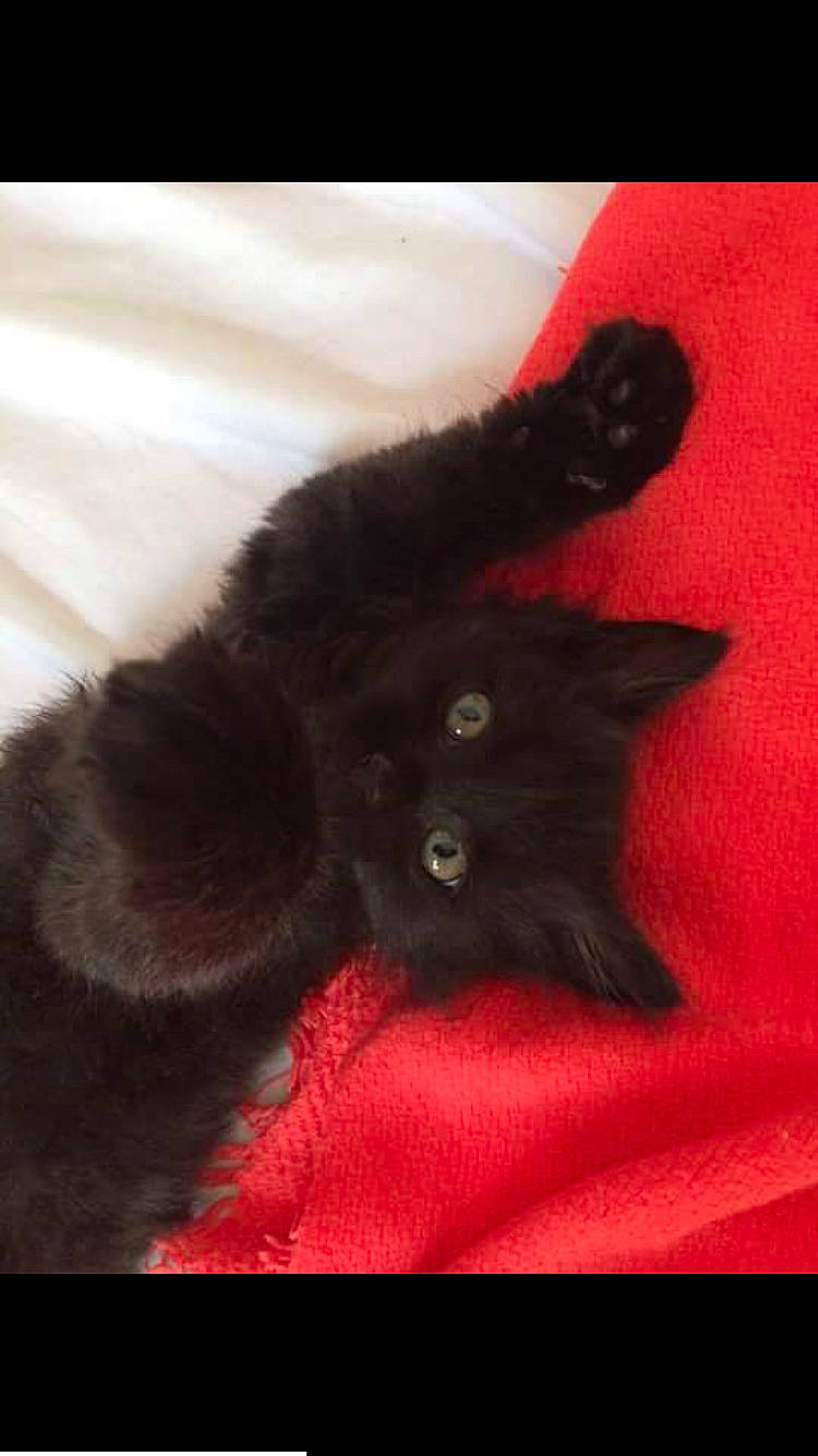 Mars a rejoint le concours — aidez-le/la à gagner de superbes lots ! black_cat, bombay, carnivore, cat, felidae, fur, kitten, persian, small_to_medium_sized_cats, tail