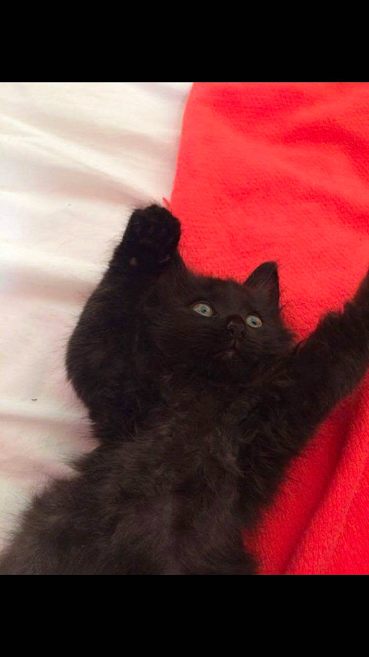 Mars a rejoint le concours — aidez-le/la à gagner de superbes lots ! black_cat, bombay, british_longhair, carnivore, cat, domestic_long_haired_cat, felidae, kitten, mammal, persian, small_to_medium_sized_cats, vertebrate, whiskers