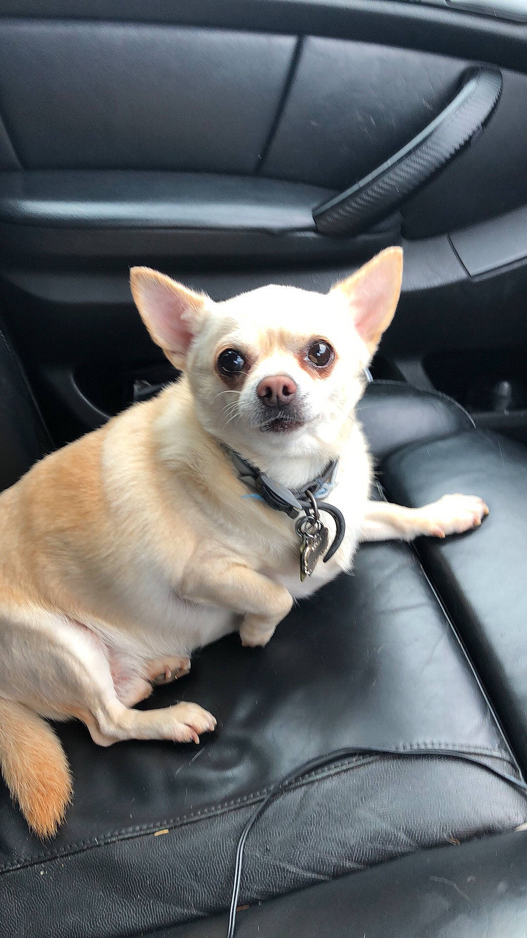 Eddy is registered to the contest to win money with this photo: canidae, car, car_seat, carnivore, chihuahua, companion_dog, corgi_chihuahua, dog, dog_breed, ear, fawn, mammal, mouth, photo_caption, puppy, snout, sporting_group, toy_dog, vehicle, vertebrate