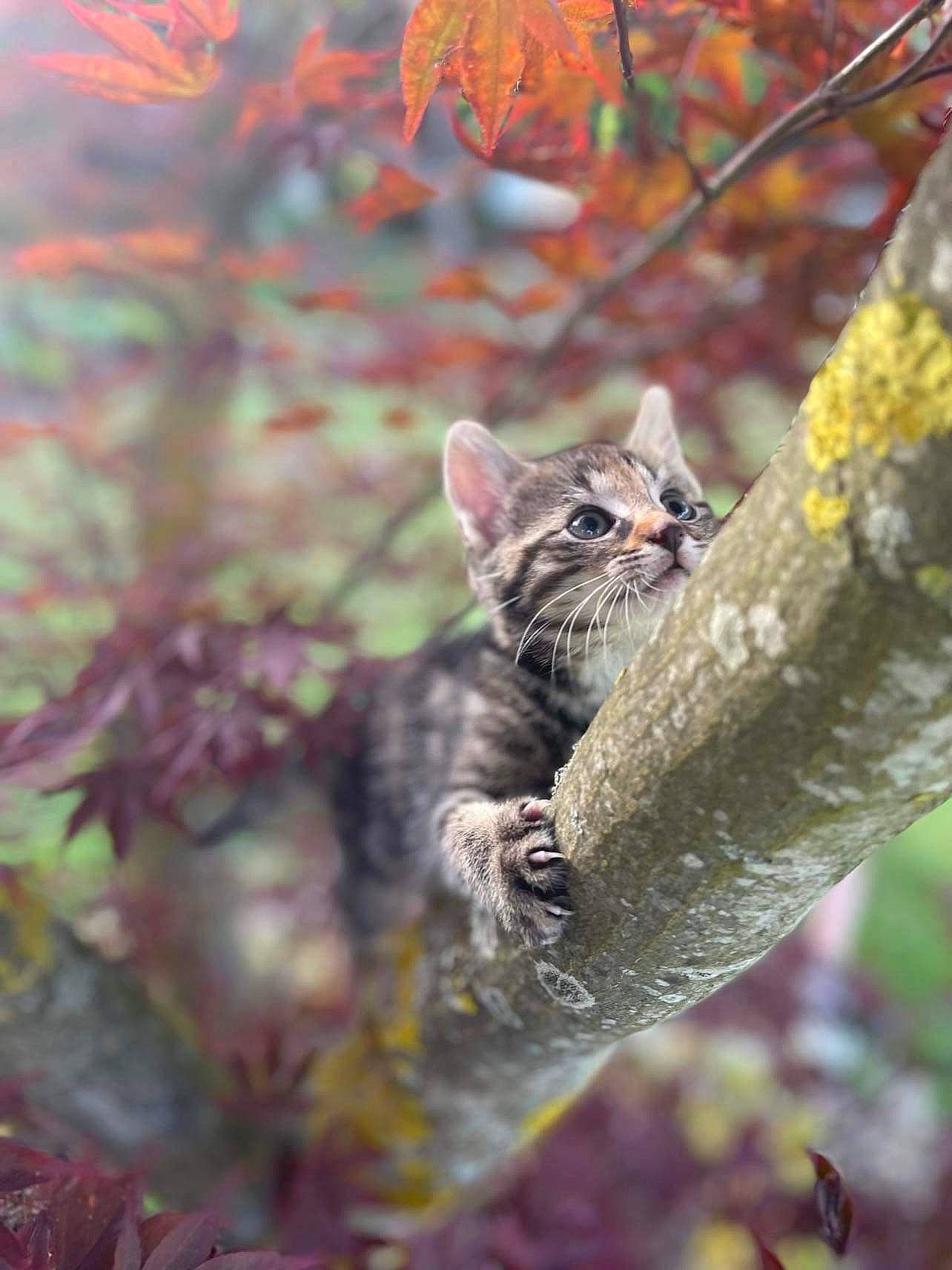 Louloute participe au concours pour gagner de l'argent avec cette photo : branch, carnivore, cat, deciduous, domestic_short_haired_cat, felidae, grass, leaf, plant, small_to_medium_sized_cats, tail, terrestrial_animal, tree, trunk, twig, whiskers, wilderness, wildlife, wood, woody_plant