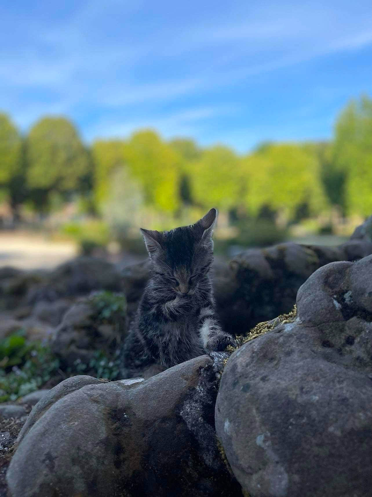 Louloute participe au concours pour gagner de l'argent avec cette photo : bedrock, carnivore, cat, cloud, domestic_short_haired_cat, felidae, grass, grey, landscape, natural_landscape, plant, rock, sky, small_to_medium_sized_cats, snout, soil, tail, tree, whiskers, wood