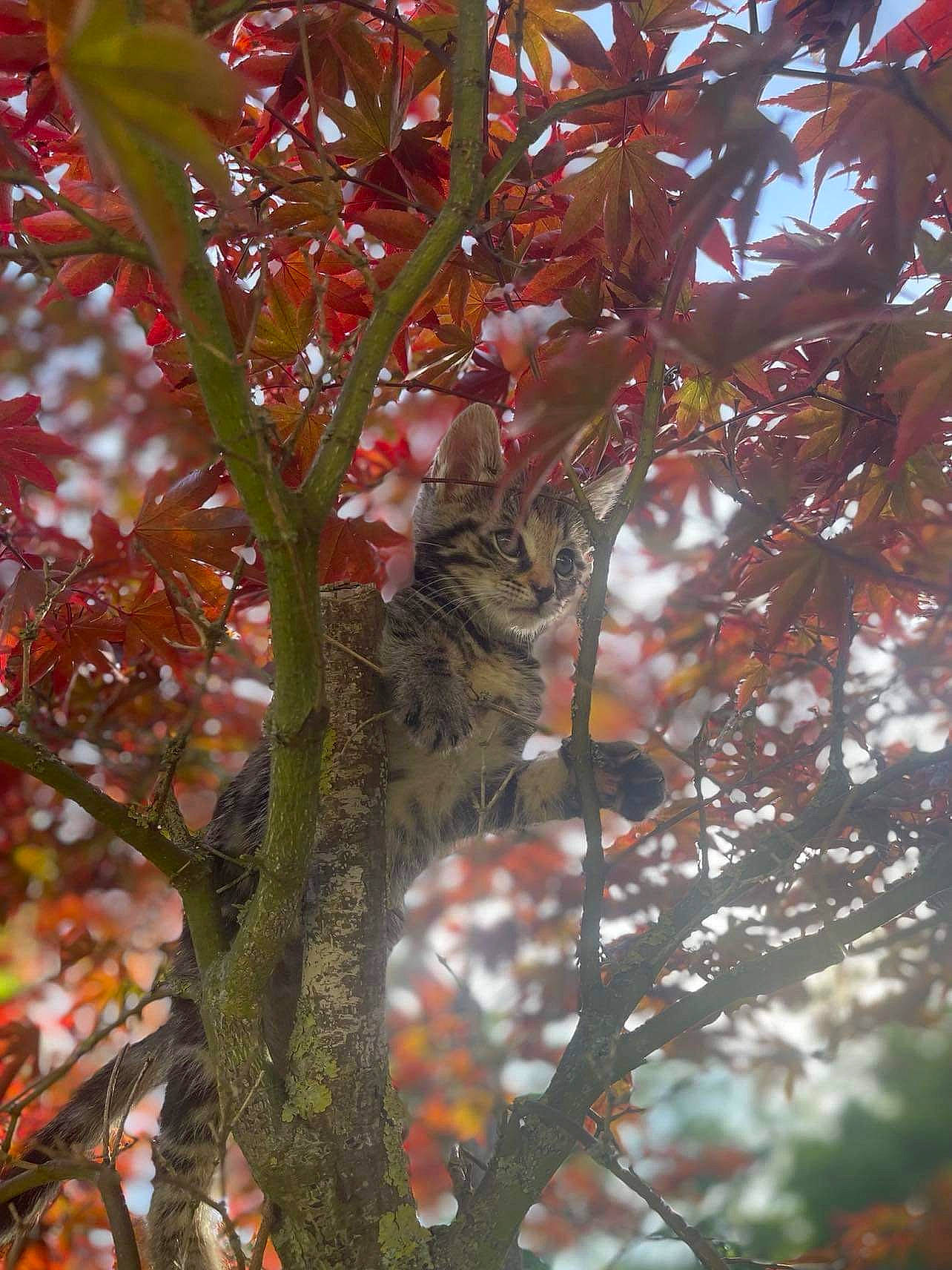 Louloute a rejoint le concours — aidez-le/la à gagner de superbes lots ! autumn, combretaceae, deciduous, flower, flowering_plant, leaf, northern_hardwood_forest, plant, plant_stem, temperate_broadleaf_and_mixed_forest, terrestrial_plant, tree, trunk, twig, wildlife, woody_plant