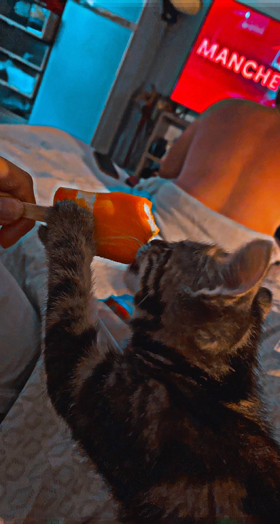 Louloute a rejoint le concours — aidez-le/la à gagner de superbes lots ! carnivore, cat, chair, comfort, companion_dog, couch, dog_breed, fawn, felidae, flooring, fun, fur, human_leg, lap, mammal, orange, small_to_medium_sized_cats, tail, whiskers, wood