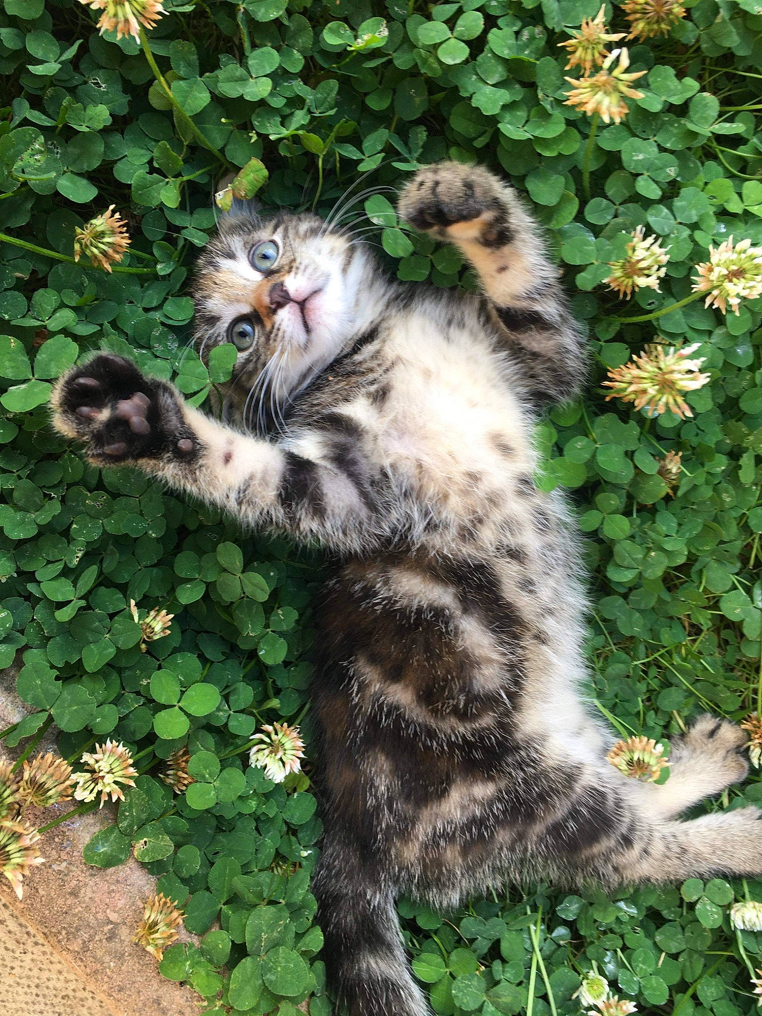 Louloute a rejoint le concours — aidez-le/la à gagner de superbes lots ! carnivore, cat, claw, domestic_short_haired_cat, eye, fawn, felidae, foot, fur, grass, groundcover, herbaceous_plant, paw, plant, small_to_medium_sized_cats, snout, tail, terrestrial_animal, toe, whiskers