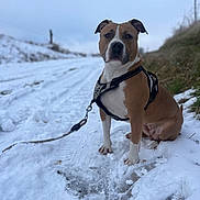 Sally a rejoint le concours — aidez-le/la à gagner de superbes lots ! animal, brown, canine, cold, dog, fur, grass, harness, leash, nature, outdoor, path, paw, pet, quiet, sitting, sky, snow, white, winter