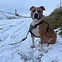 animal, brown, canine, cold, dog, fur, grass, harness, leash, nature, outdoor, path, paw, pet, quiet, sitting, sky, snow, white, winter