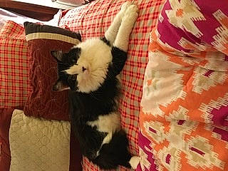 Ellis is registered to the contest to win money with this photo: canidae, carnivore, cat, design, dog_breed, felidae, fur, kitten, linens, pattern, plaid, puppy, small_to_medium_sized_cats, textile