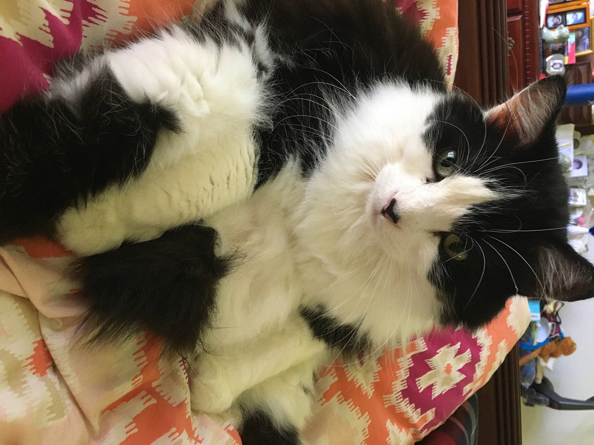 Ellis is registered to the contest to win money with this photo: carnivore, cat, claw, domestic_long_haired_cat, felidae, fur, japanese_bobtail, paw, polydactyl_cat, small_to_medium_sized_cats, snout, tail, whiskers