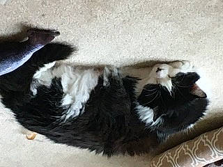 Ellis joined the competition — help win amazing prizes! black_cat, border_collie, canidae, carnivore, cat, dog_breed, felidae, kitten, paw, polydactyl_cat, puppy, small_to_medium_sized_cats, tail
