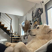O'Malley a rejoint le concours — aidez-le/la à gagner de superbes lots ! dog, golden_retriever, indoor, blanket, staircase, window, mural, art, decor, fur, pet, relaxed, cozy, side_view, modern, house, living_room, animal, resting, calm