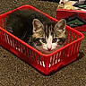 Mizzi joined the competition — help win amazing prizes! animal, box, carpet, cat, container, curious, cute, domestic, ears, eyes, floor, fur, indoor, kitten, pet, red_basket, small, tabby, texture, whiskers
