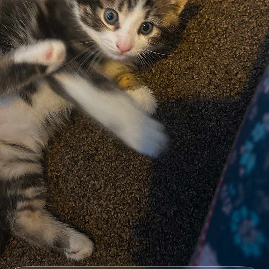 Mizzi joined the competition — help win amazing prizes! alert, animal, carpet, cat, charging_status, cute, fur, gray, indoor, kitten, lock_screen, notification, paw, pet, phone, playful, small, striped, toy, white