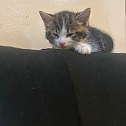Mizzi is registered to the contest to win money with this photo: animal, beige, black_couch, cat, cozy, cute, domestic, feline, fur, indoor, kitten, paw, pet, quiet, resting, sleepy, small, soft, wall, young