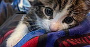 Mizzi joined the competition — help win amazing prizes! animal, blanket, cat, close_up, colorful, cozy, cute, eyes, feline, fur, indoor, kitten, mammal, pet, portrait, resting, small, soft, whiskers, young