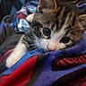 animal, blanket, cat, close_up, colorful, cozy, cute, eyes, feline, fur, indoor, kitten, mammal, pet, portrait, resting, small, soft, whiskers, young