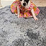 puppy, dog, small_dog, dress, clothing, carpet, indoor, pink_wall, door, floor, cute, pet, animal, young_dog, colorful, patterned, sitting, looking, curious, domestic