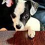 Precious is registered to the contest to win money with this photo: puppy, dog, black_and_white, small, curious, paw, table, wood, indoor, pet, cute, animal, young, ears, face, nose, fur, closeup, looking, sitting