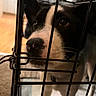 𝑅𝒪𝒳𝐼𝐼 joined the competition — help win amazing prizes! dog, crate, cage, pet, animal, black_and_white, nose, face, ears, indoors, blurred_background, floor, metal_bars, close_up, curious, waiting, domestic, companion, canine, looking