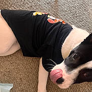𝑅𝒪𝒳𝐼𝐼 joined the competition — help win amazing prizes! dog, black_and_white, shirt, tongue_out, carpet, indoor, pet, lying_down, playful, close_up, animal, cute, fur, whiskers, floor, domestic, mammal, canine, resting, casual