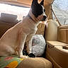 𝑅𝒪𝒳𝐼𝐼 joined the competition — help win amazing prizes! dog, black_and_white, car_interior, backseat, seatbelt, window, blanket, pet, sitting, indoor, side_view, resting, fur, canine, domestic_animal, animal, transportation, daylight, window_view, calm