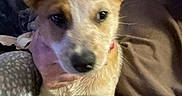 Remi is registered to the contest to win money with this photo: animal, blanket, canine, close_up, couch, cozy, cute, dog, domestic_animal, ears, face, fur, hand, indoor, looking, nose, pet, puppy, warm, young