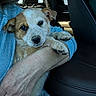 animal, arm, blue_sweater, car_interior, caring, closeup, companion, cute, dog, fur, indoor, leather_seat, paw, person, pet, portrait, puppy, seat, snuggle, young_dog