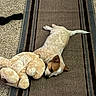 Remi joined the competition — help win amazing prizes! animal, brown, carpet, cozy, cute, dog, domestic, floor, indoor, nap, pet, plush_toy, puppy, relaxed, resting, rug, sleeping, small_dog, striped, stuffed_animal