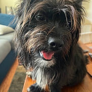 Toto joined the competition — help win amazing prizes! dog, black_dog, tongue_out, close_up, scruffy, pet, indoor, wooden_table, living_room, couch, person_blurred, happy, tongue, fur, animal, domestic_animal, canine, nose, eyes, portrait
