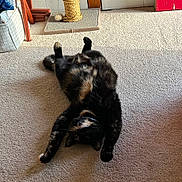 Chloe is registered to the contest to win money with this photo: animal, black, carpet, cat, cozy, cute, domestic, fur, furniture, home, indoor, orange, paw, pet, relaxed, resting, scratching_post, stretching, tortoiseshell, whiskers
