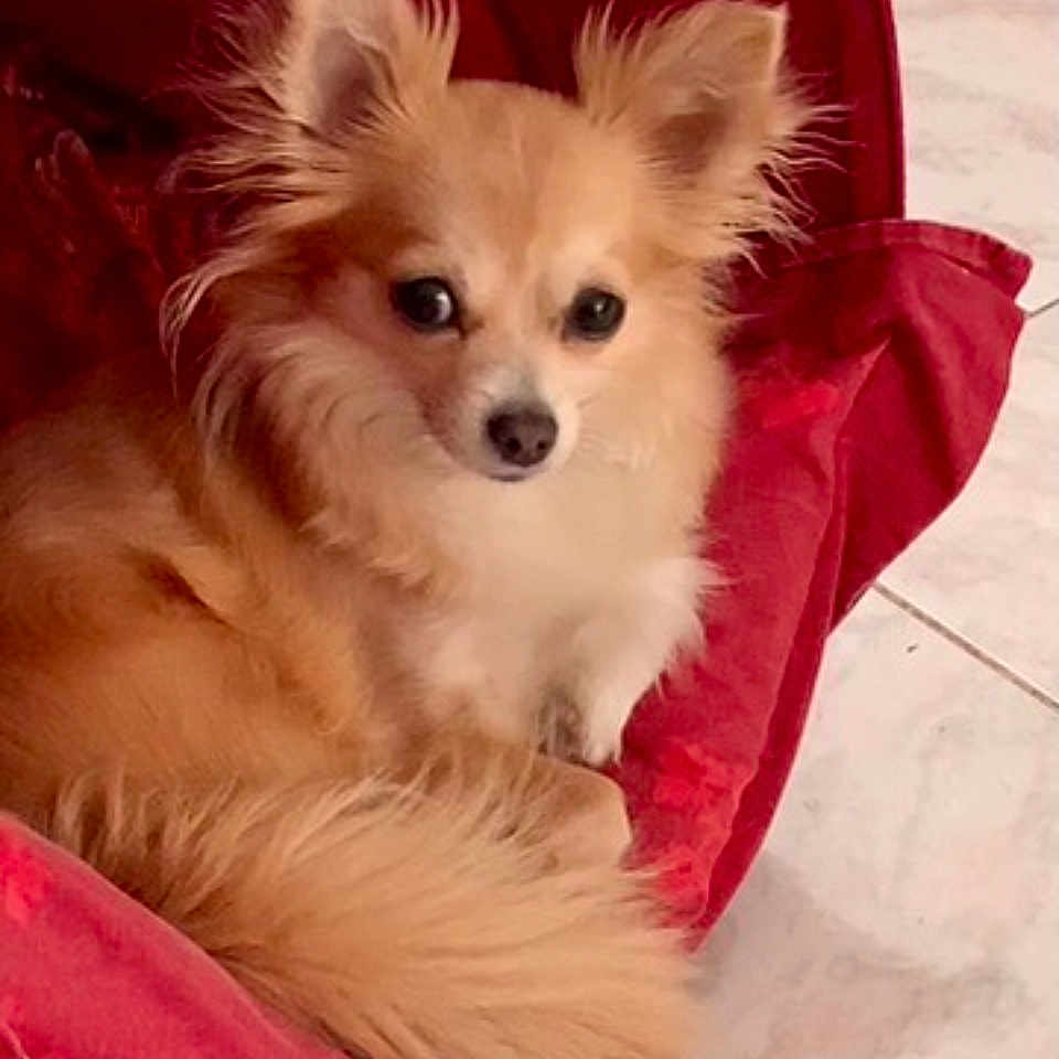 Naya participe au concours pour gagner de l'argent avec cette photo : animal, companion, cozy, curled_up, cute, dog, domestic_animal, ears, face, floor, fluffy, furry, indoor, long_hair, looking_at_camera, pet, red_cushion, small_dog, tail, tile_floor