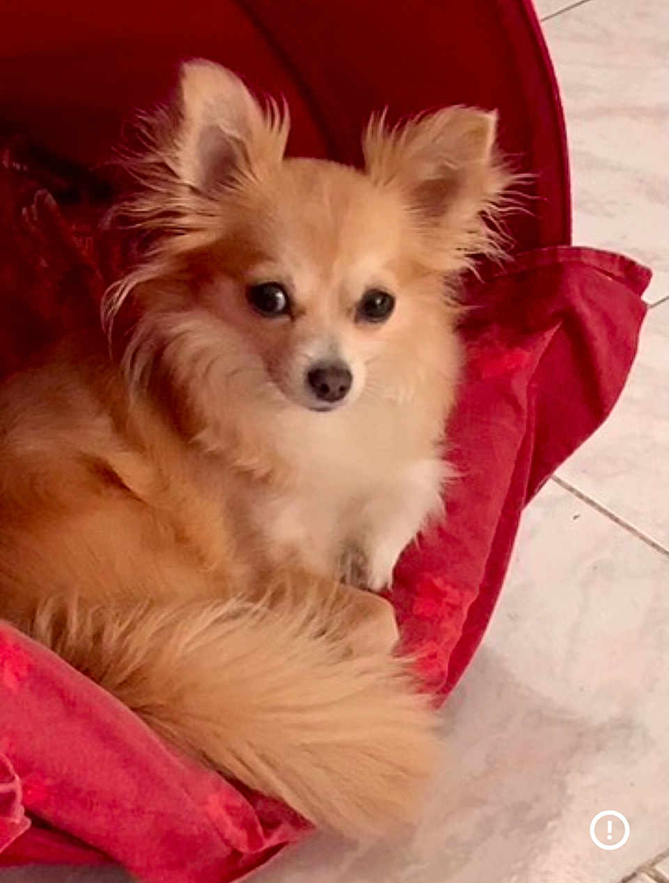 Naya participe au concours pour gagner de l'argent avec cette photo : dog, small_dog, fluffy, long_hair, pet, indoor, red_cushion, curled_up, tail, ears, face, looking_at_camera, floor, tile_floor, cozy, domestic_animal, companion, cute, animal, furry