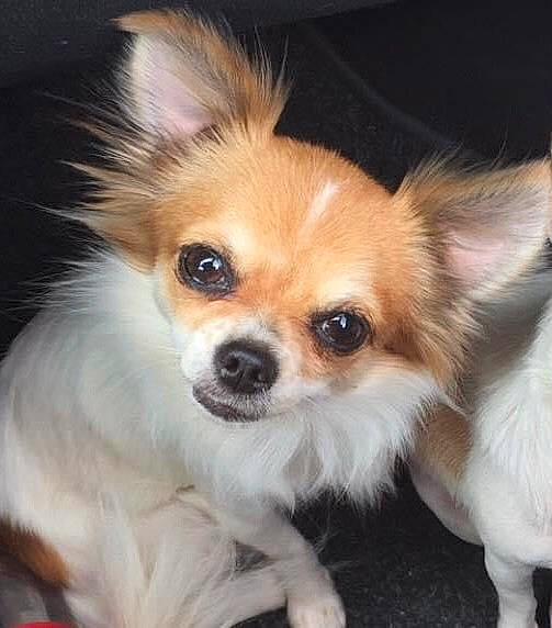 Bouille a rejoint le concours — aidez-le/la à gagner de superbes lots ! canidae, carnivore, companion_dog, corgi_chihuahua, dog, dog_breed, ear, fawn, fur, non_sporting_group, papillon, puppy, snout, sporting_group, terrestrial_animal, toy_dog, whiskers, working_animal