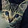Selina Kyle