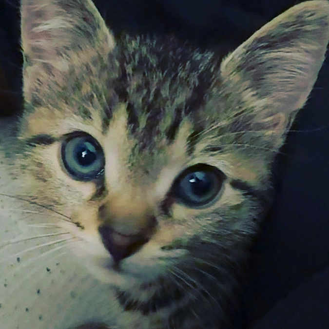 Selina Kyle joined the competition — help win amazing prizes! animal, blue_eyes, cat, close_up, curious, cute, domestic_animal, ears, face, feline, fur, indoor, kitten, looking, mammal, pet, portrait, small, whiskers, young