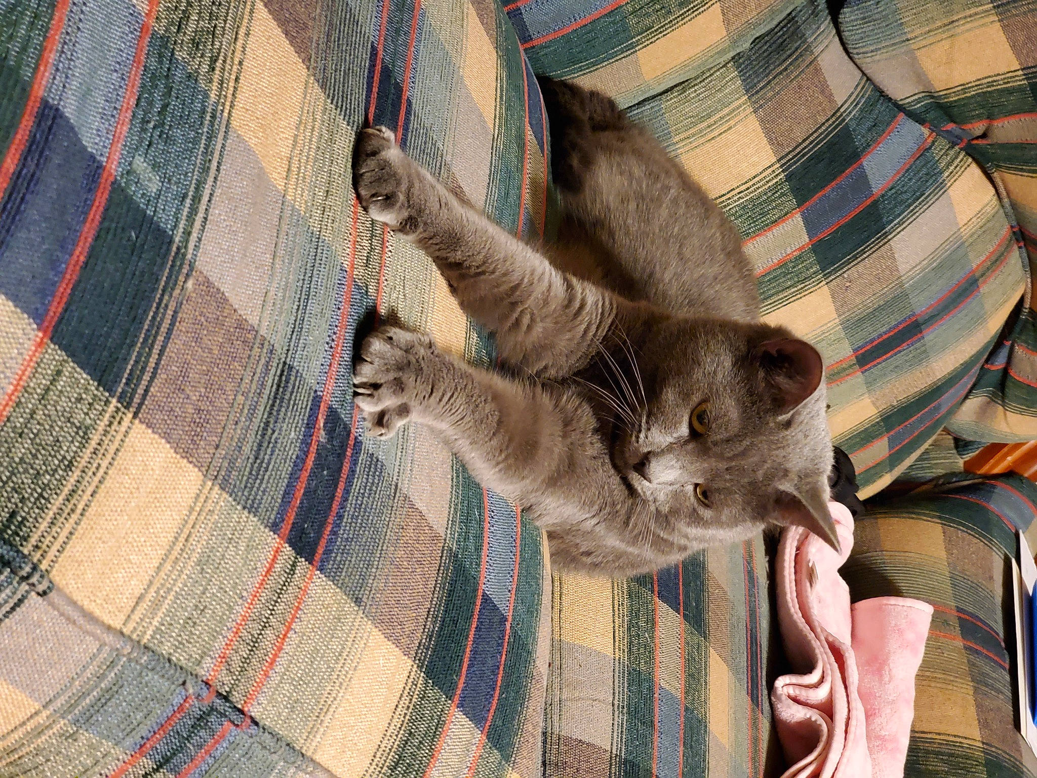 Gypsy joined the competition — help win amazing prizes! carnivore, cat, comfort, domestic_short_haired_cat, fawn, felidae, fur, grey, linens, pattern, paw, plaid, plant, small_to_medium_sized_cats, tail, tartan, tree, whiskers, wood, woven_fabric