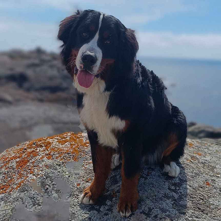 Urka a rejoint le concours — aidez-le/la à gagner de superbes lots ! animal, appenzeller, bulldog, canine, cockerspaniel, collie, dog, gravel, hound, newfoundland, pet, puppy, road, rock, saintbernard, slate, terrier
