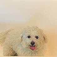 Plume a rejoint le concours — aidez-le/la à gagner de superbes lots ! animal, bathroom, bathtub, companion, cute, dog, domestic_animal, fluffy, friendly, fur, household, indoor, looking_at_camera, mammal, pet, playful, small_dog, tile, tongue_out, white_dog