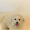 animal, bathroom, bathtub, companion, cute, dog, domestic_animal, fluffy, friendly, fur, household, indoor, looking_at_camera, mammal, pet, playful, small_dog, tile, tongue_out, white_dog