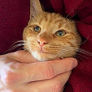 Sky participe au concours pour gagner de l'argent avec cette photo : cat, orange_tabby, hand, blanket, cozy, close_up, pet, fur, whiskers, pink_nose, human_hand, red_blanket, comfort, snuggle, cute, animal, domestic_cat, relaxed, soft_texture, indoor