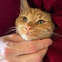 cat, orange_tabby, hand, blanket, cozy, close_up, pet, fur, whiskers, pink_nose, human_hand, red_blanket, comfort, snuggle, cute, animal, domestic_cat, relaxed, soft_texture, indoor