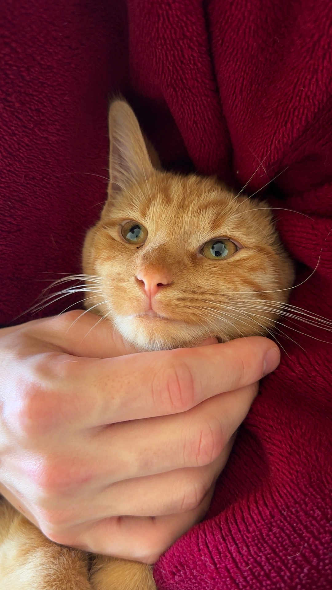 Sky participe au concours pour gagner de l'argent avec cette photo : cat, orange_tabby, hand, blanket, cozy, close_up, pet, fur, whiskers, pink_nose, human_hand, red_blanket, comfort, snuggle, cute, animal, domestic_cat, relaxed, soft_texture, indoor