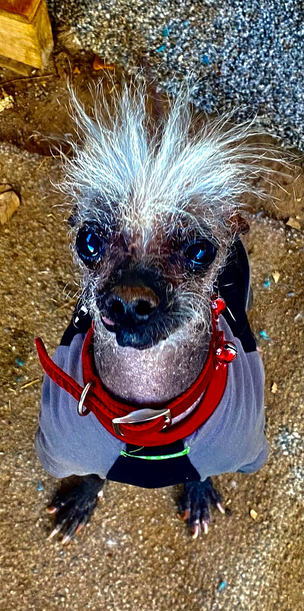 Skinner joined the competition — help win amazing prizes! carnivore, collar, companion_dog, dog, dog_breed, dog_clothes, dog_collar, dog_supply, electric_blue, fashion_accessory, fawn, fur, leash, liver, outerwear, personal_protective_equipment, pet_supply, snout, toy_dog, working_animal