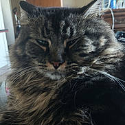 Festiy joined the competition — help win amazing prizes! animal, blurred_background, cat, close_up, domestic, ears, face, feline, fluffy, fur, household, indoor, mammal, pet, relaxed, room, sleepy, tabby, whiskers, wooden_furniture