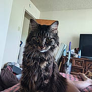 Feisty is registered to the contest to win money with this photo: animal, architecture, building, cat, computerhardware, couch, electronics, entertainmentcenter, furniture, hardware, indoors, interiordesign, livingroom, monitor, pet, room, screen, shelf, tv, wood